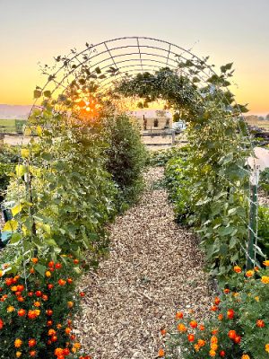 The garden arch at sunset, lined with marigolds